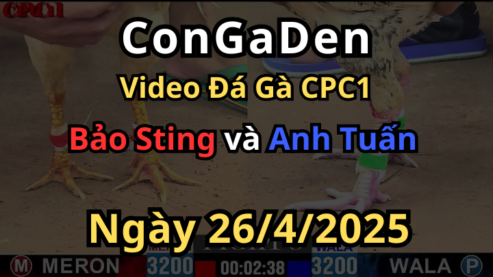 Bảo Sting đá anh Tuấn không khịp thở CPC1 26/4/2025