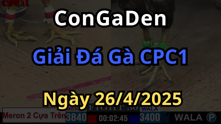 Đại hội Đá Gà Trực Tiếp CPC1 Thomo Ngày 26/4/2025