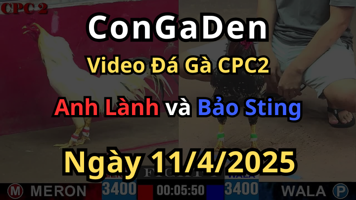 Bảo Sting mở bát ăn nguyên cái chân bỏ chạy CPC2 11/4/2025
