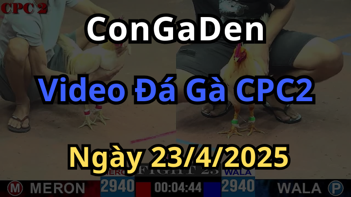Xem lại video Đá Gà trực tiếp Thomo CPC2 ngày 23/4/2025