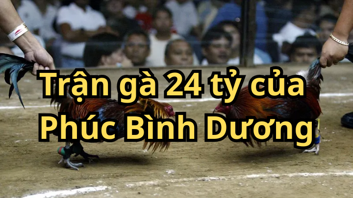 Cùng Xem Lại Trận gà 24 tỷ của Phúc Bình Dương hôm nay