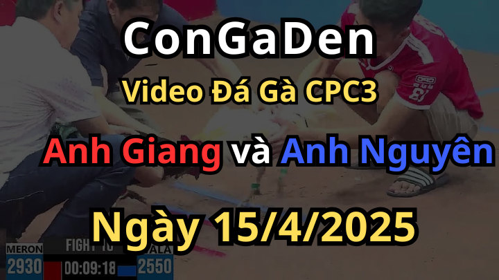 [xổ lớn] Trận gà 500 lúa chấp ngông đá quá ác CPC3 15/4/2025