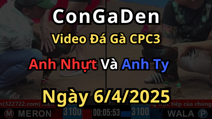 Gà Lai đâm như máy điện quá khủng CPC3 6/4/2025
