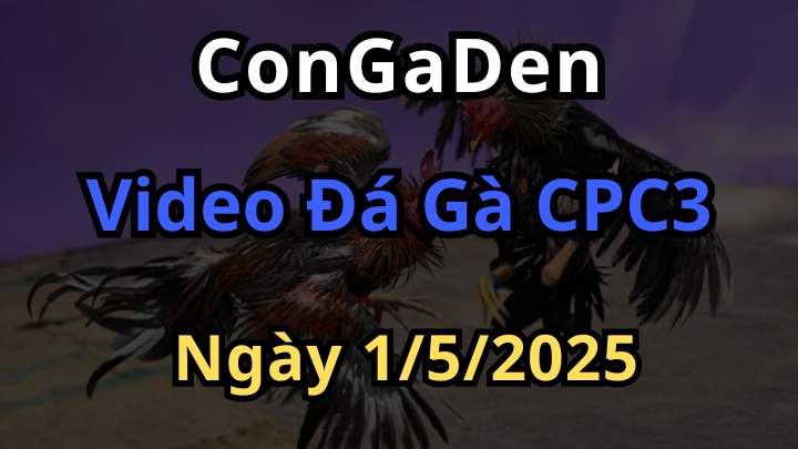 Video Đá Gà Trực Tiếp CPC3 Hôm Nay Ngày 1/5/2025