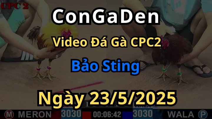Bảo Sting quay lại đem theo 20 con gà qua CPC2 hôm nay 23/5/2025