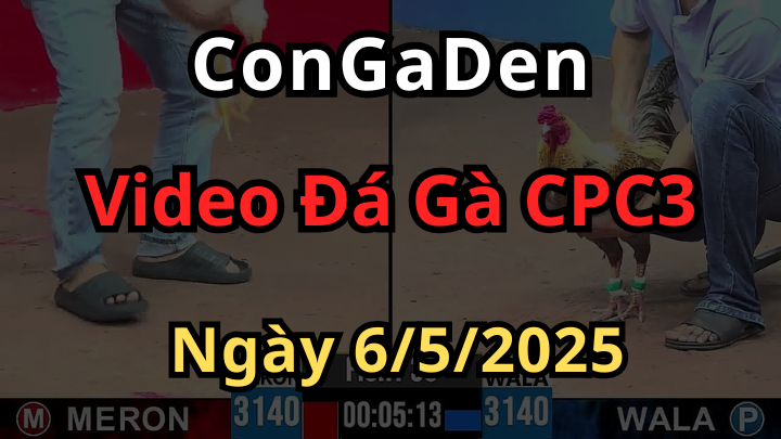 Phát lại Đá Gà Trực Tiếp CPC3 Ngày 6/5/2025 Có Bình Luận Viên