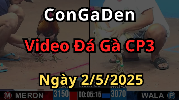 Phát Lại Đá Gà Thomo CPC3 ngày 2/5/2025 Có Bình Luận