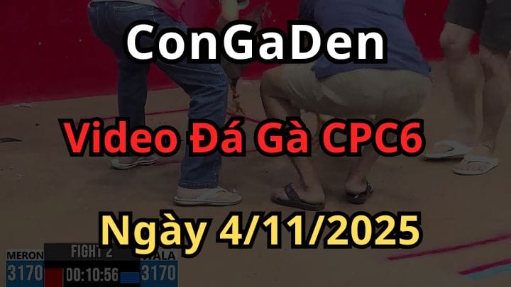 Video Đá Gà Trực Tiếp CPC6 ngày 4/11/2025